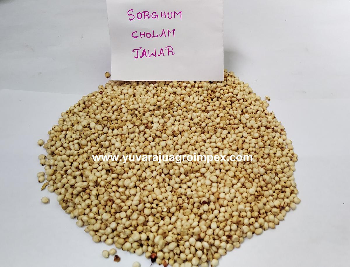 Best Quality Sorghum Seeds Sorghum Millet Cholam India Price Supplier