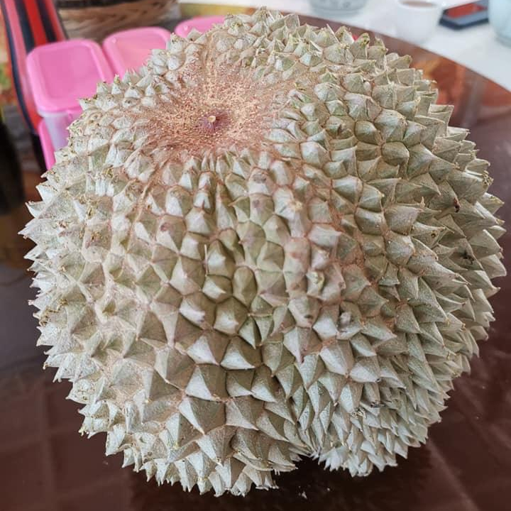 Penang Fresh Black Thorn Durian Malaysia Price Supplier Food