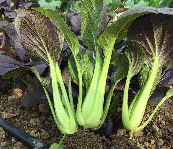 Chinese Purple Pak Choi Seeds Purple Chinese Cabbage Seeds For Growing