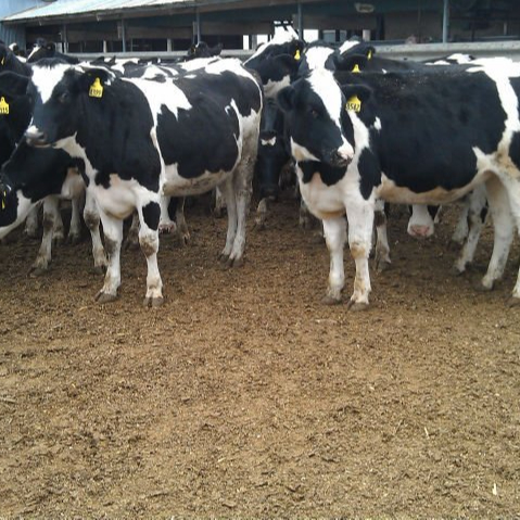 Pregnant Holstein Heifers Jersey Heifers Cows For Export South Africa