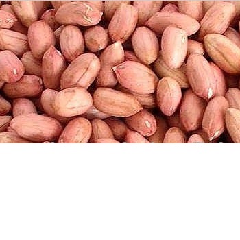 Raw Groundnut Dry Roasted Peanut Blanched Peanut Kernels South Africa