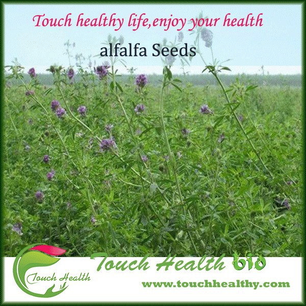 Touchhealthy Supply High Quality Alfalfa Seeds China Price Supplier