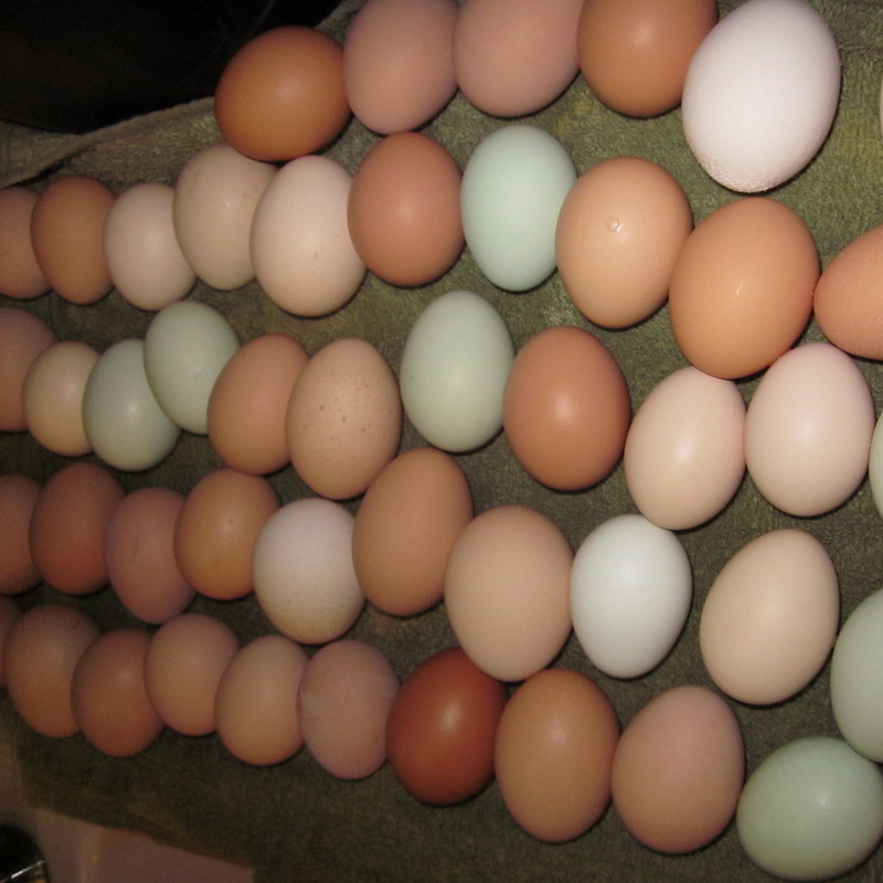 Top Quality Fresh Chicken Table Eggs Fertilized Hatching Eggs White