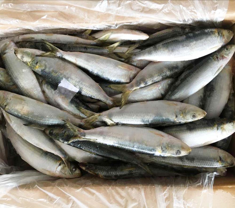 Top Quality Seafood Frozen Sardine Fish And Best Price Frozen Sardines