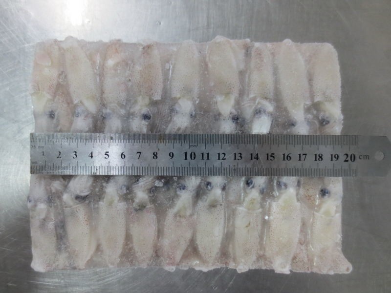 Fresh Frozen Baby Squid Loligo Squid China Price Supplier 21food