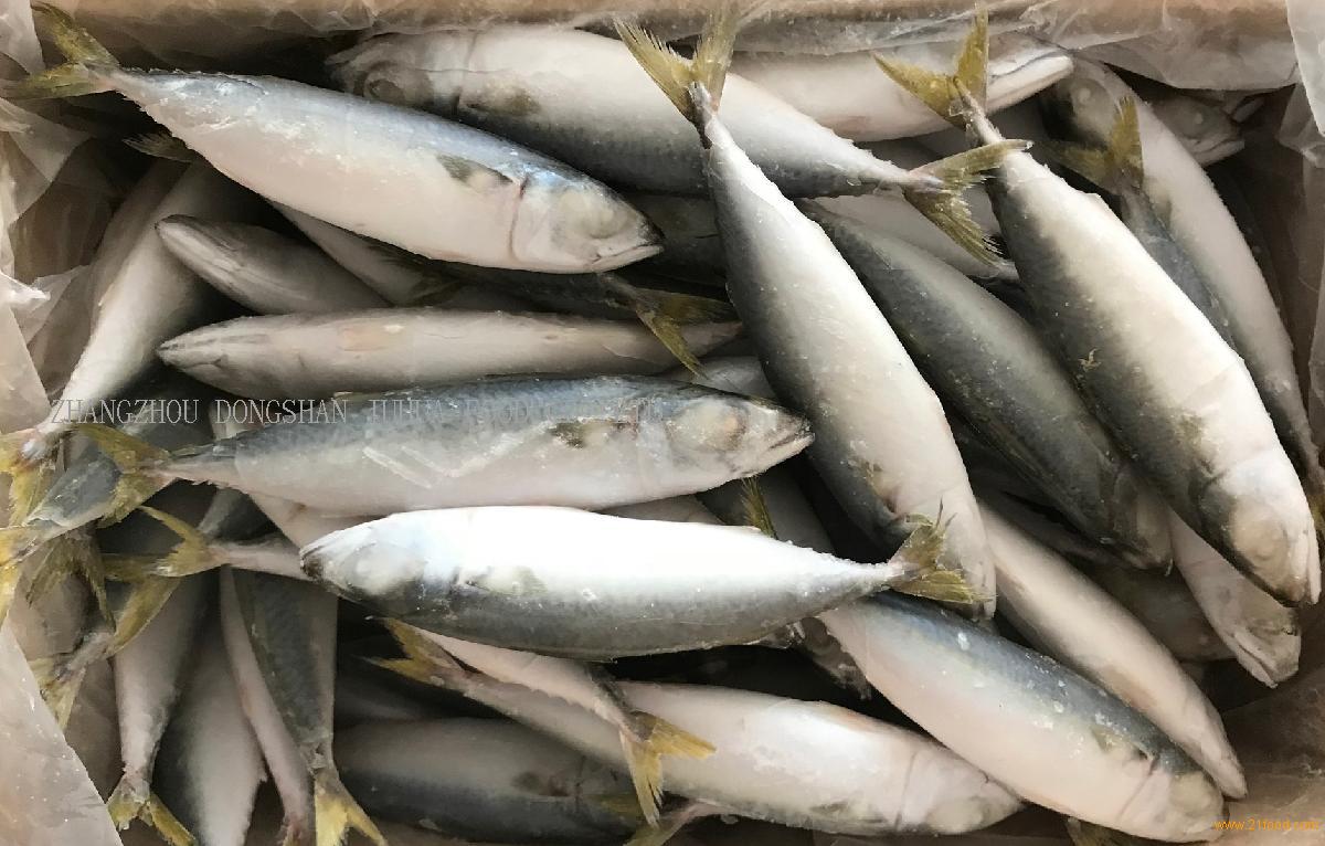 Frozen chub mackerel--pacific mackerel,China pneumatophorus
