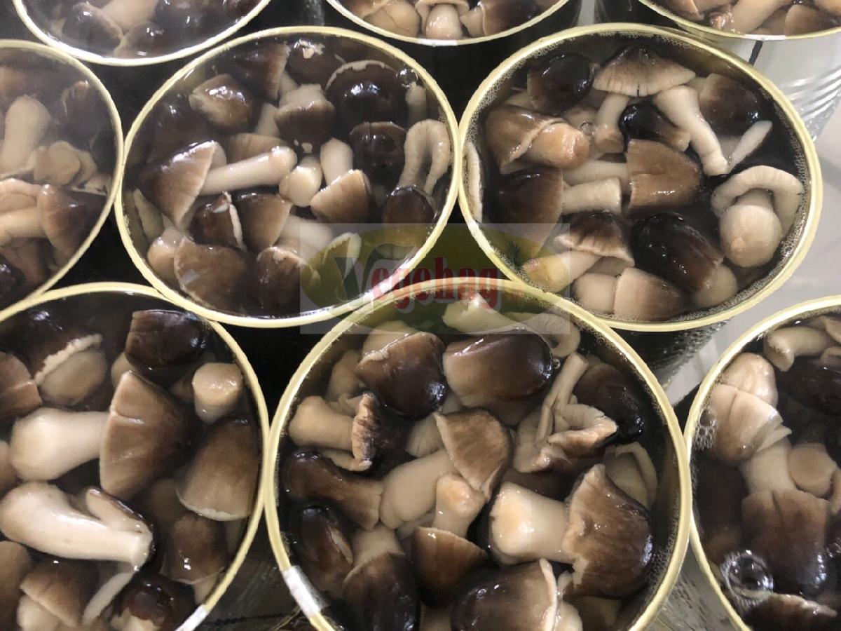 Asian Best Brand Large Peeled Whole Straw Mushrooms in Brine