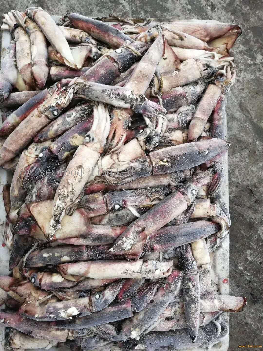 Frozen Black Squid Indian Ocean Squid For bait,China JOY SEAFOOD LIMITED  price supplier - 21food