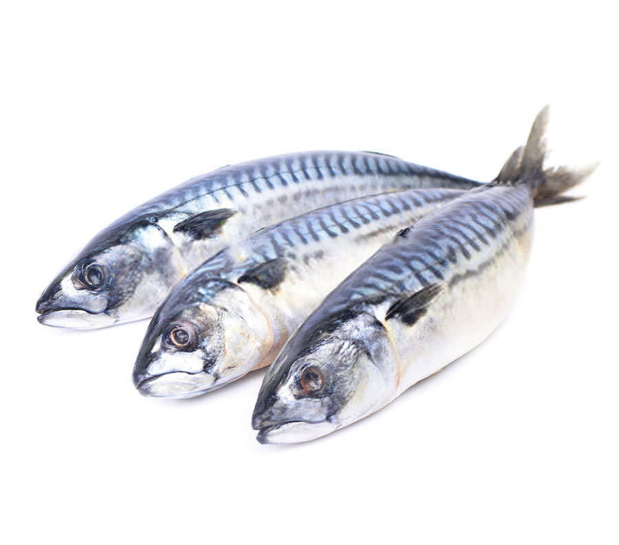 High Quality Frozen Pacific Mackerel Frozen Mackerel Fish,South Africa SEA  FOOD price supplier - 21food