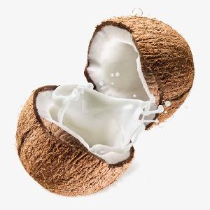 Hotsale organic coconut cream powder bulk