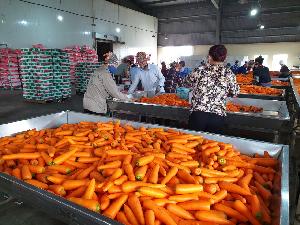 Fresh Carrots for sale non-peeled carrots