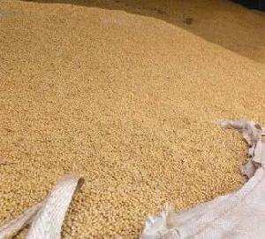 Yellow Grade 2 GMO Soybeans, 34% Protein Min, Fit for Human Consumption, Origin: (Brazil)
