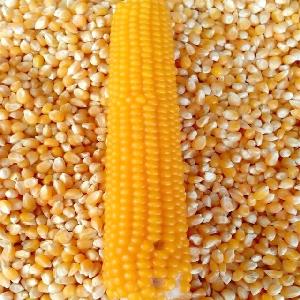 Cheap price Dry Yellow Corn For Animal Feed For Sale