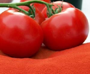 Hot selling natural tomato powder
