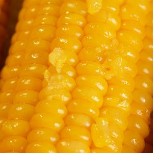 sweet corn yellow maize wholesale