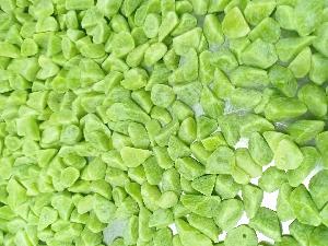 Frozen stem lettuce