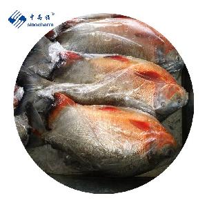 IQF Frozen Red Pomfret Red pacu fish