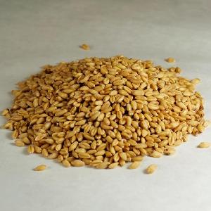 100% Organic long Wheat grain