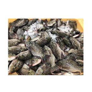 Frozen Sea Food Whole Round Red Tilapia