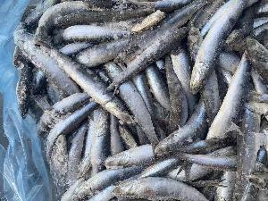 Frozen Anchovy fish