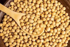 High Quality factory price organic yellow kernel green kernel - black soybeans Black soya Beans