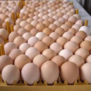 BULK FRESH TABLE EGGS - Fresh Chicken Table Eggs/Fresh Chicken Hatching EGGS/