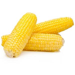 Yellow Corn Best Price Wholesale