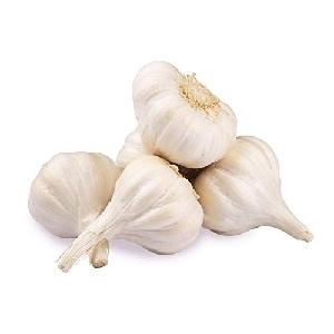 fresh garlic for sale