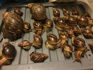 giant african snails for sale near me