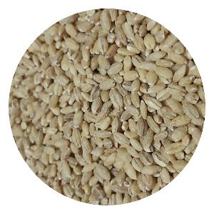 Quality Pearled Barley