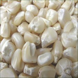 White maize For Sale