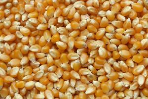 Yellow maize For Sale