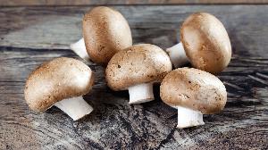 Dried/Fresh Mushrooms For Sale