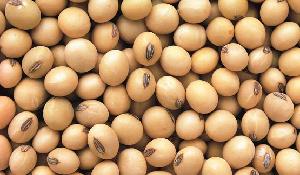 High Quality Soybean seeds for sale