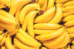 Quality Premium fresh banana cavendish For Sale