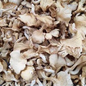 Dry Oysters mushroom