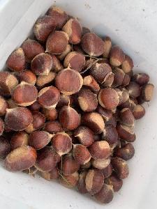 Grade A Chestnuts for sale