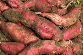 Direct Quality Farm Supply sweet potatoes