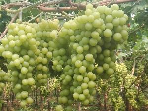 Quality Fresh Grapes Red Globe crimson grapes