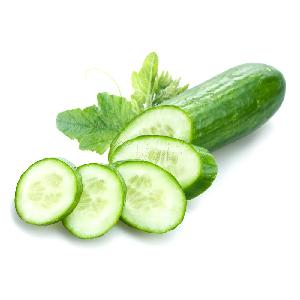 Hight Quality Fresh Green Cucumber