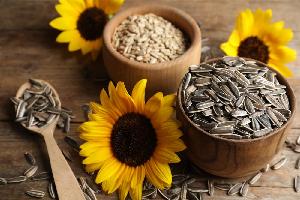 high quality sunflower seeds sunflower seeds jaguar