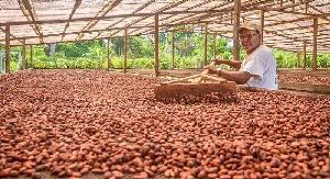 100% cacao high quality Peruvian cocoa nicks