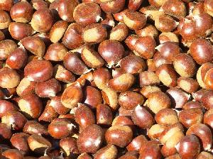 organic sweet fresh RSA chestnuts