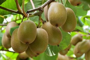 Fresh South Africa kiwi fruit for export golden kiwi