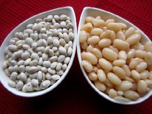 Non-Gmo best Price Navy bean Small White Kidney Beans
