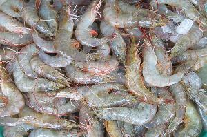 Premium Seafood Prawns Frozen Vannamei Shrimp
