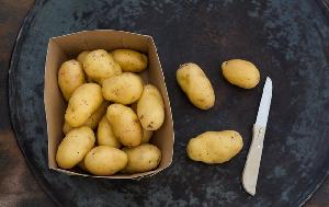 New season potato wholesale fresh potato