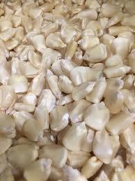 Best Quality White Corn Non-Gmo (White Maize), White Corn Maize