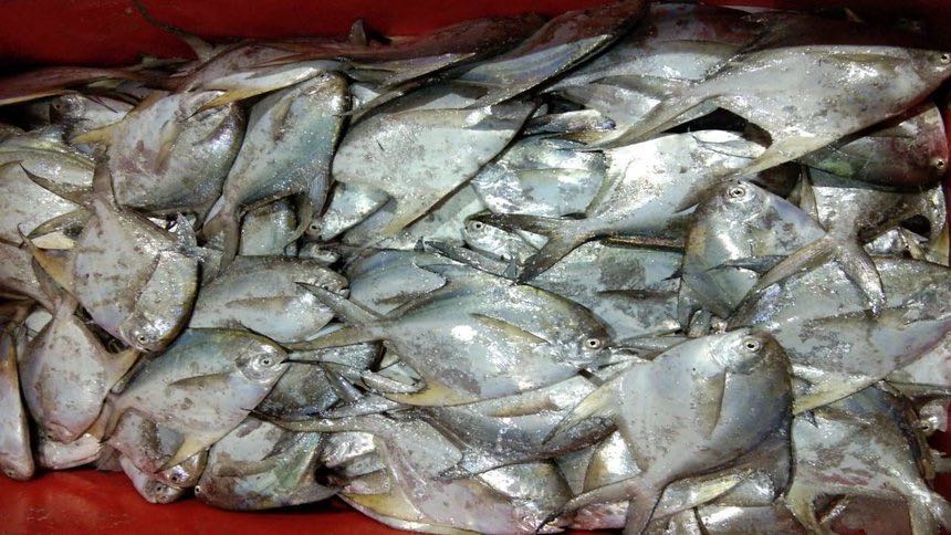 Fish,prawn,squid,Malaysia Hoi Wang sea products price supplier - 21food