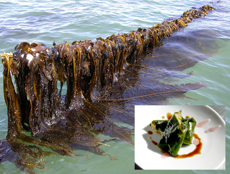B Grade Sushi Roasted Nori in Full Sheet 50 Sheets with Health Report